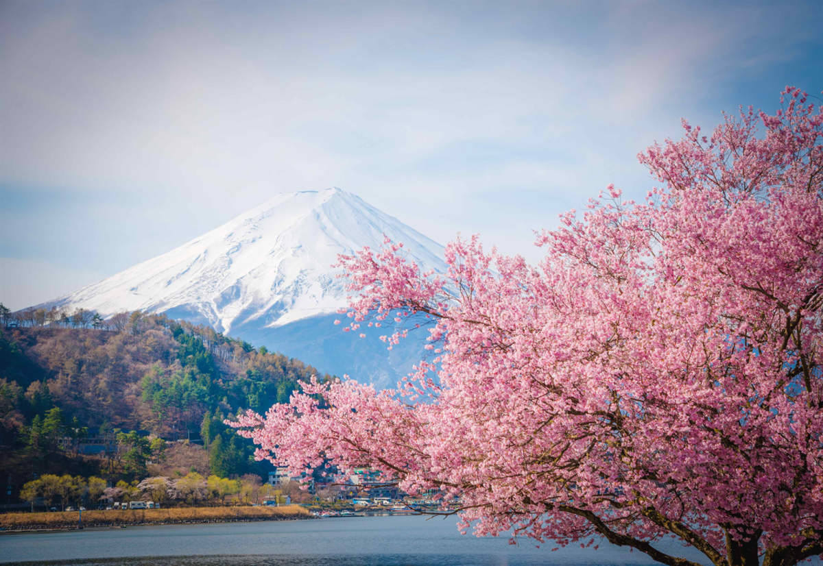 Chiêm ngưỡng vẻ đẹp núi Phú Sĩ mùa xuân