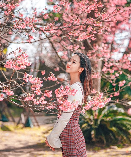 Hoa anh đào Thái Lan – Top 10 địa điểm ngắm hoa anh đào đẹp nhất tại xứ sở Chùa Vàng