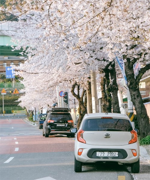 Kinh nghiệm ngắm hoa anh đào ở Jinhae, Hàn Quốc vào đầu tháng 4 năm 2024