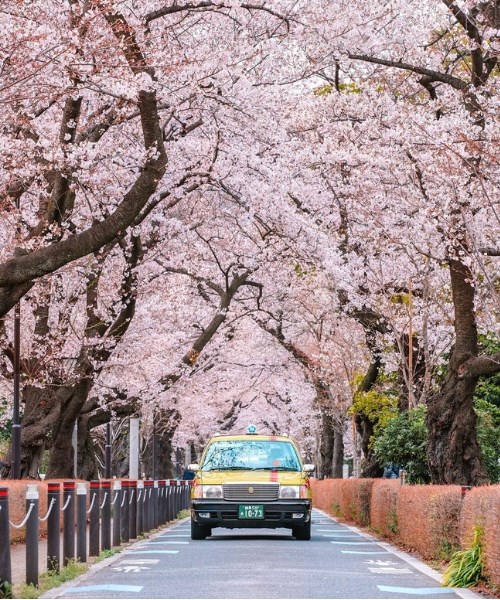 10+ địa điểm lý tưởng nhất để ngắm hoa anh đào ở Tokyo