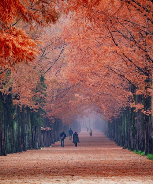 Lịch và list 20 địa điểm ngắm lá vàng lá đỏ đẹp nhất 2024 ở Hàn Quốc