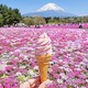 Nhật Bản tháng 5 – Thời điểm lý tưởng để trải nghiệm vẻ đẹp mê hồn của hoa Chi Anh