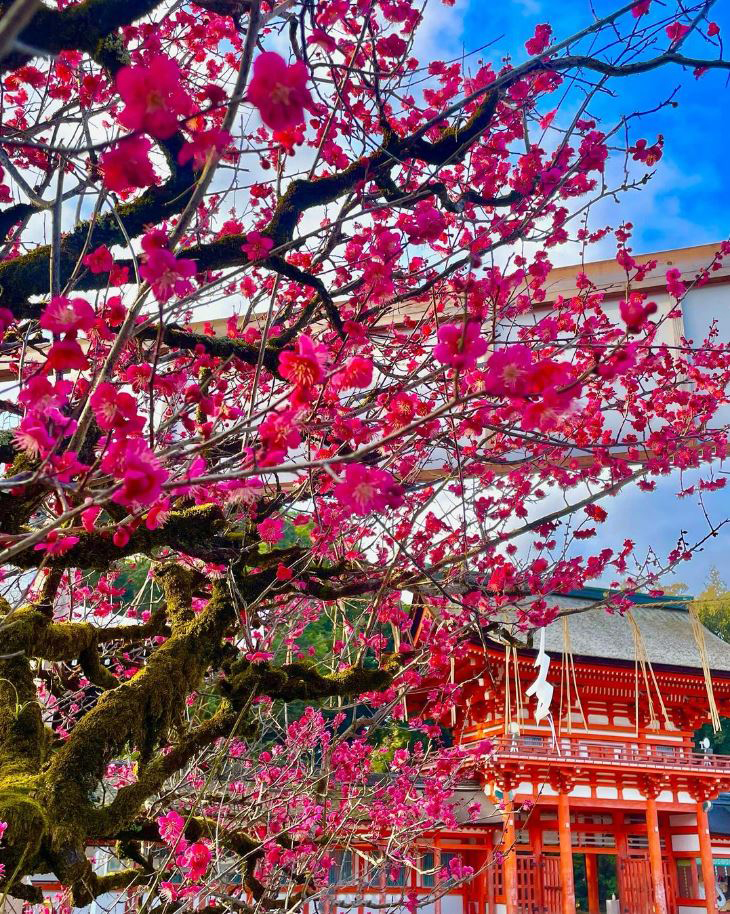 Du xuân ở Kyoto kết hợp với chiêm bái tại những ngôi đền cổ là hoạt động được nhiều du khách yêu thích mỗi độ xuân về