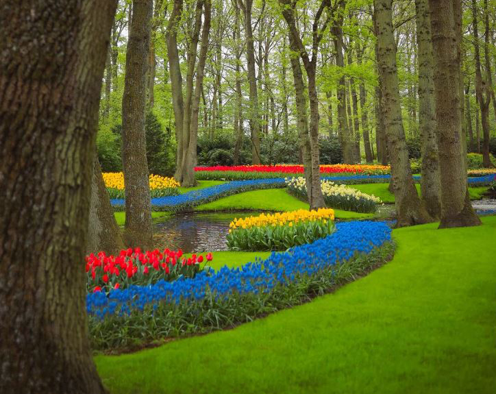 Vườn hoa Tulip Keukenhof nở đẹp rực rỡ vào mùa xuân