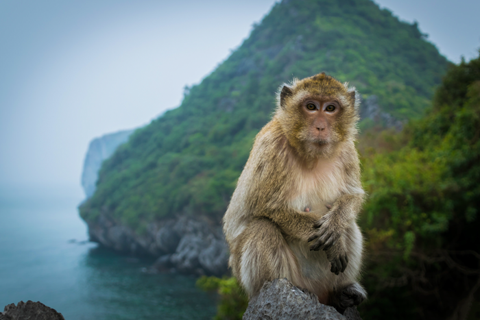 Du lịch Đảo Khỉ
