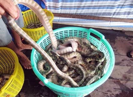 Đẻn chính là một loài rắn biển và là đặc sản ở Thiên Cầm, Hà Tĩnh