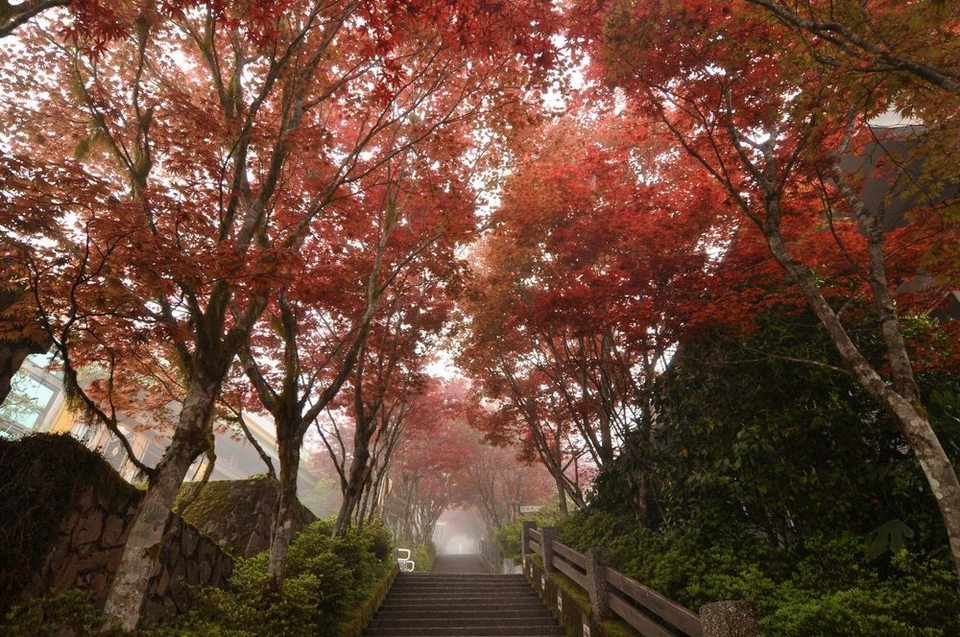 Khi thấy lá đỏ rực rỡ chuyển màu ở Yangmingshan có nghĩa là mùa thu đã về tới nơi đây
