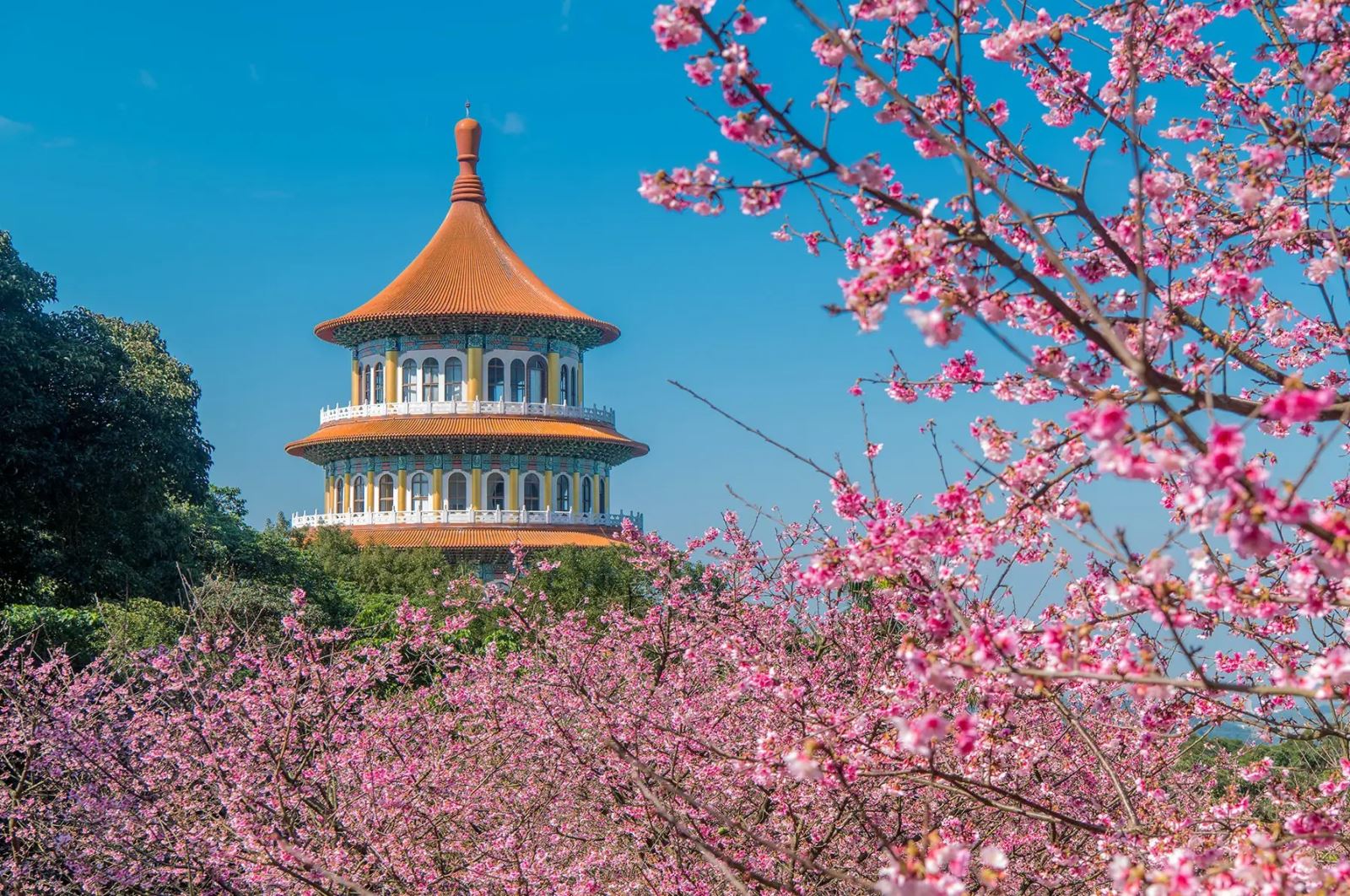 Sắc hoa đào quyến rũ chinh phục biết bao du khách đi tour du lịch Đài Loan mùa xuân