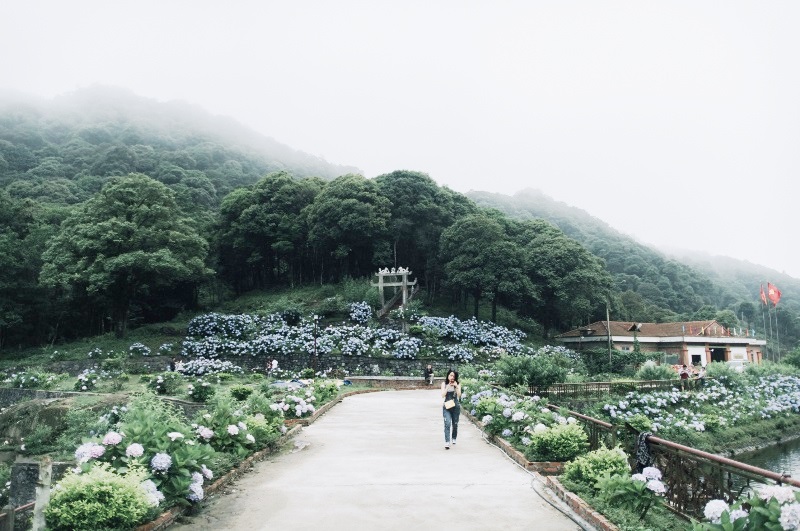 Vườn hoa cẩm tú cầu đẹp rực rỡ ở Cao Bằng