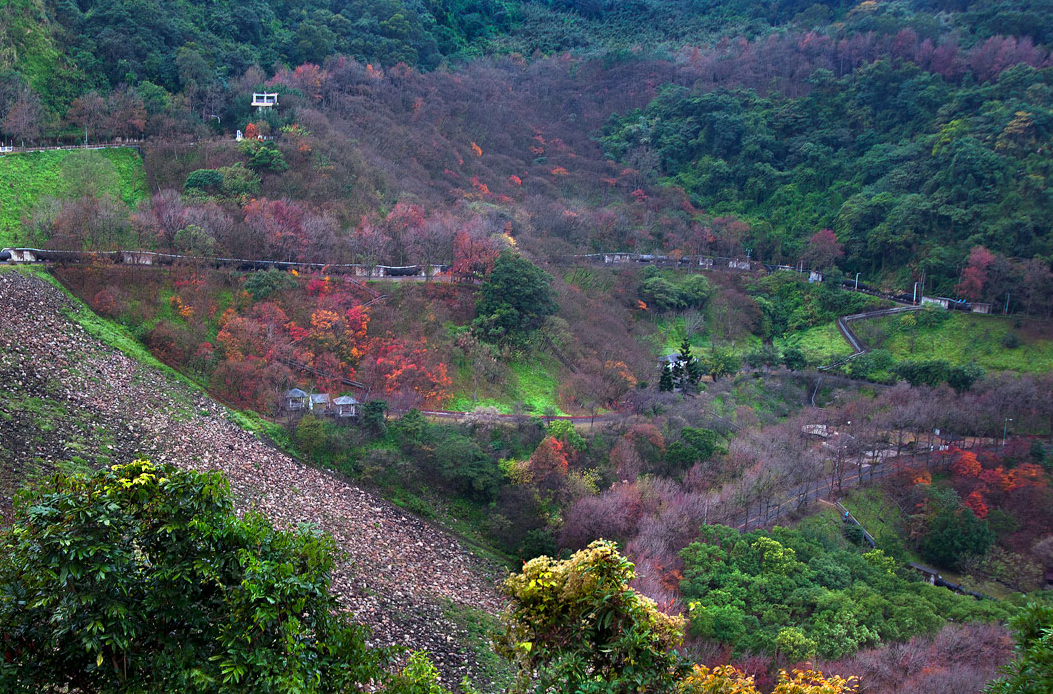 Toàn cảnh rừng lá phong đỏ ở Shihmen Dam