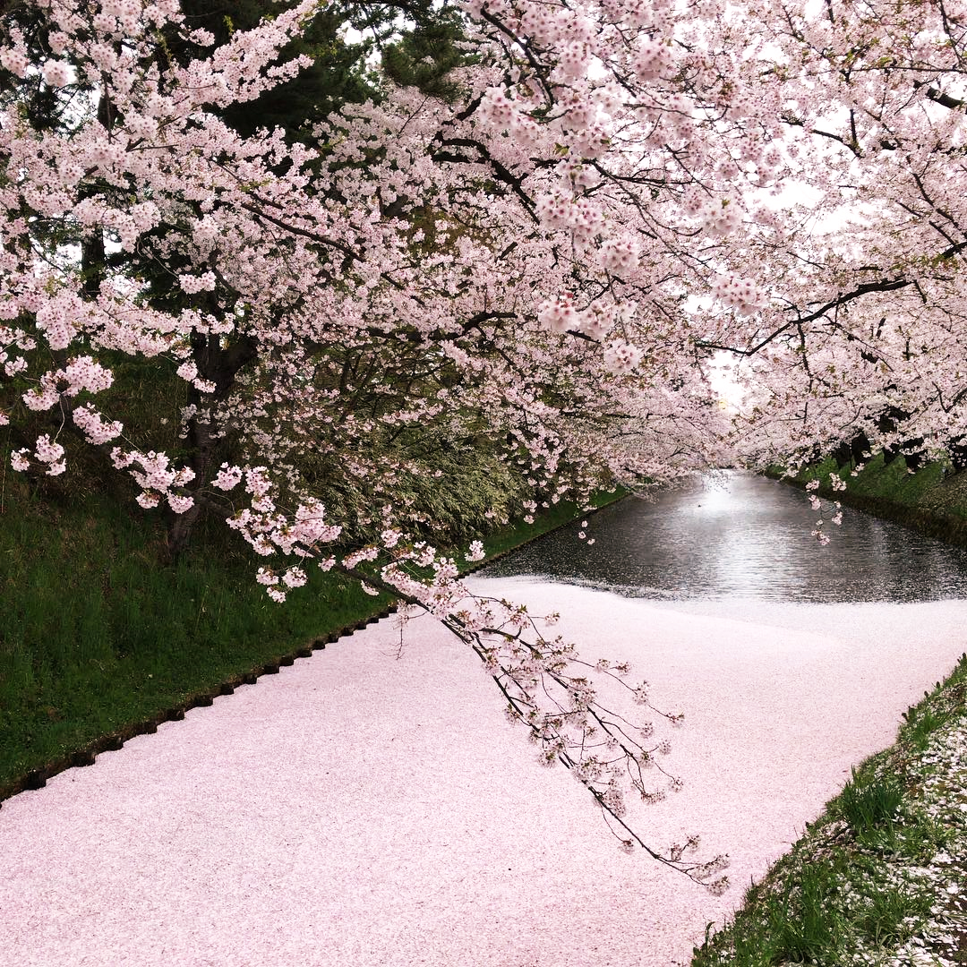 Công viên Hirosaki Castle với dòng suối phủ kín hoa anh đào vào mùa xuân