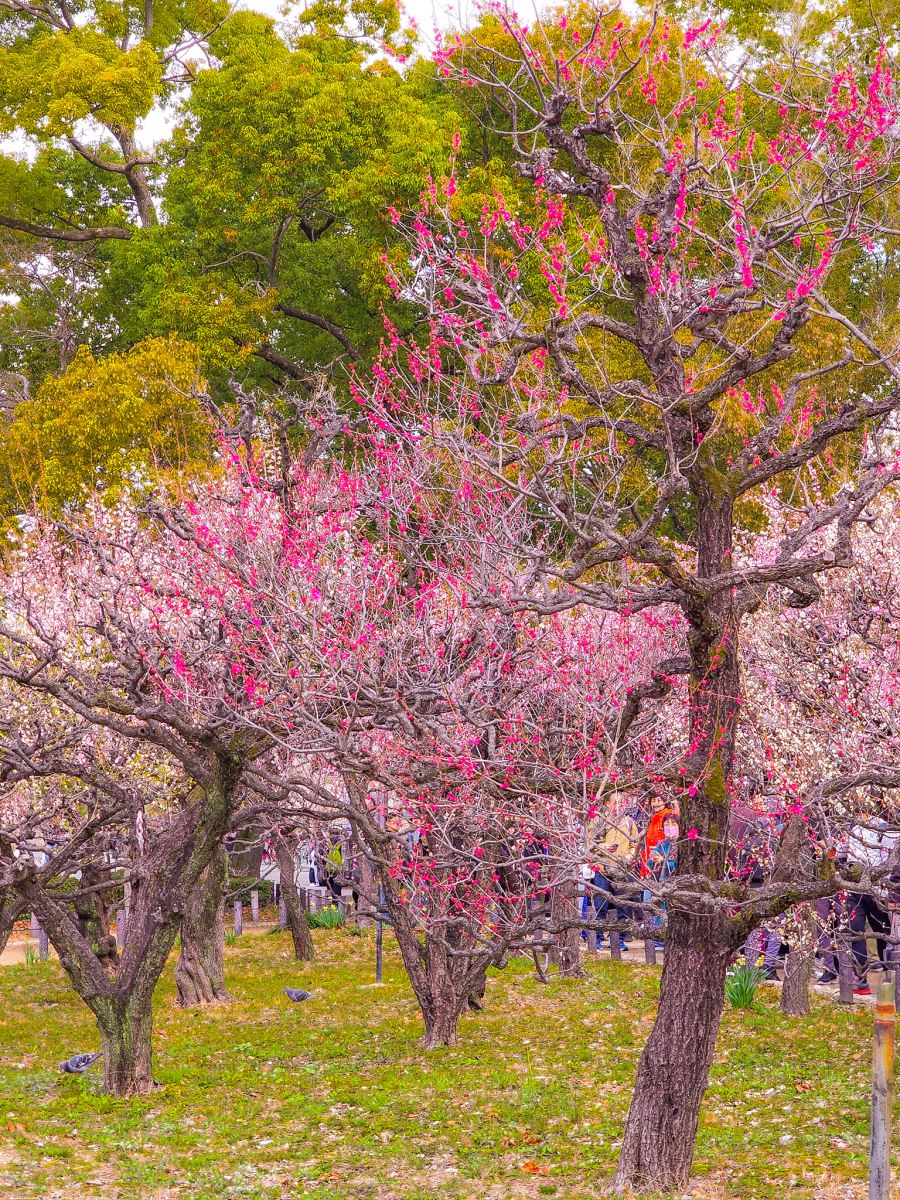 Hoa anh đào ở Osaka sẽ bắt đầu nở rực rỡ từ ngày 22/03