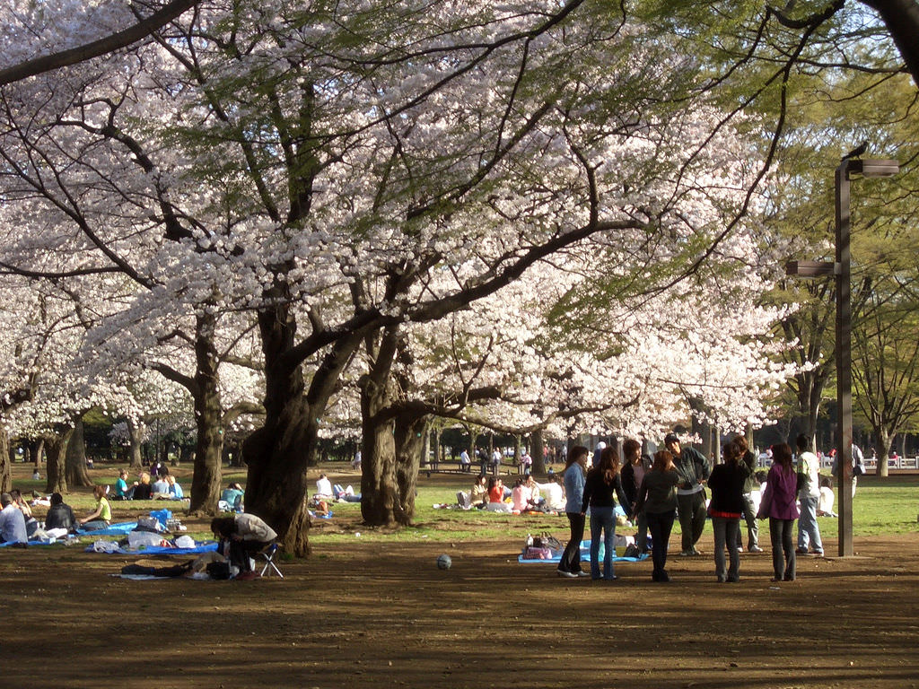 Hoa anh đào ở công viên Yoyogi, Tokyo, Nhật Bản