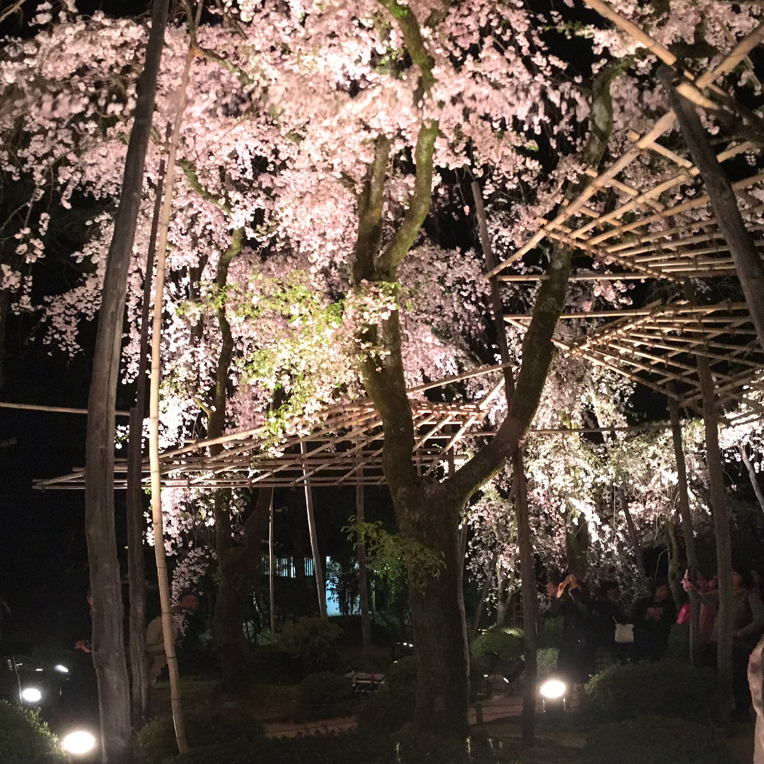 Hoa anh đào ở đền Heian, Kyoto, Nhật Bản
