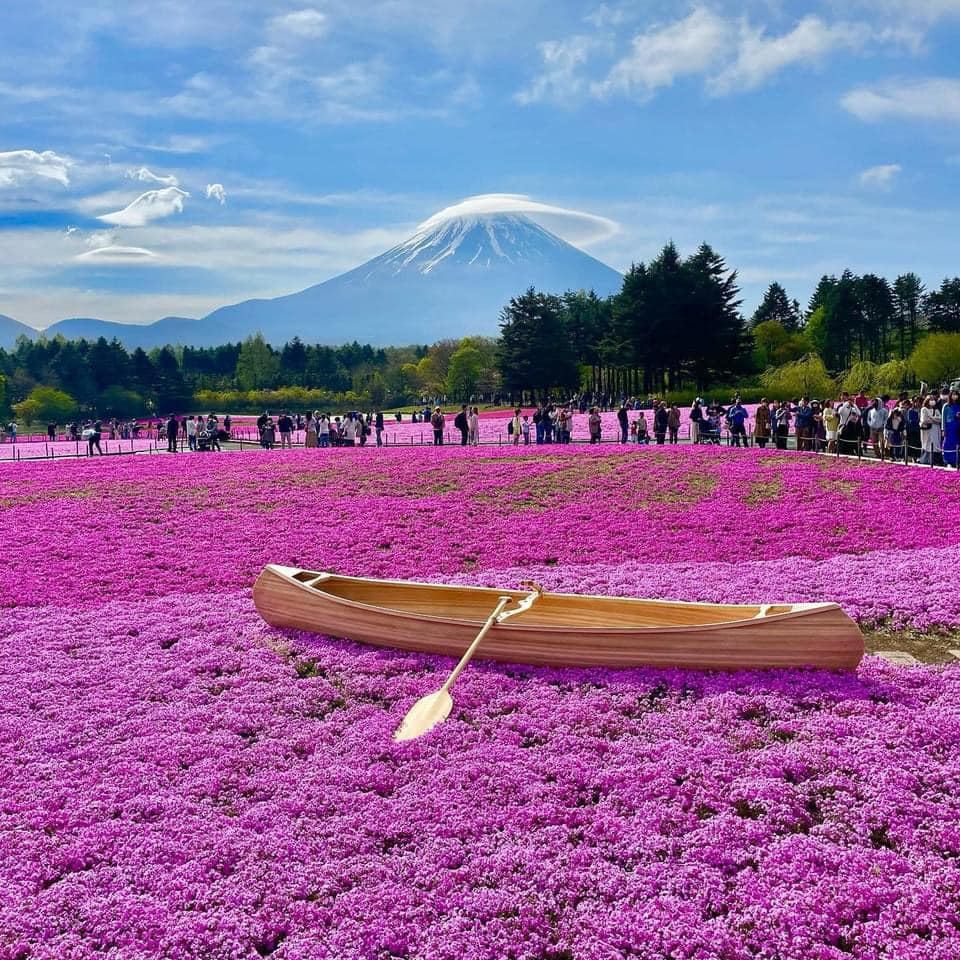Lễ hội hoa Chi Anh (Shibazakura) dưới chân núi Phú Sĩ diễn ra vào tháng 4 và tháng 5 hàng năm