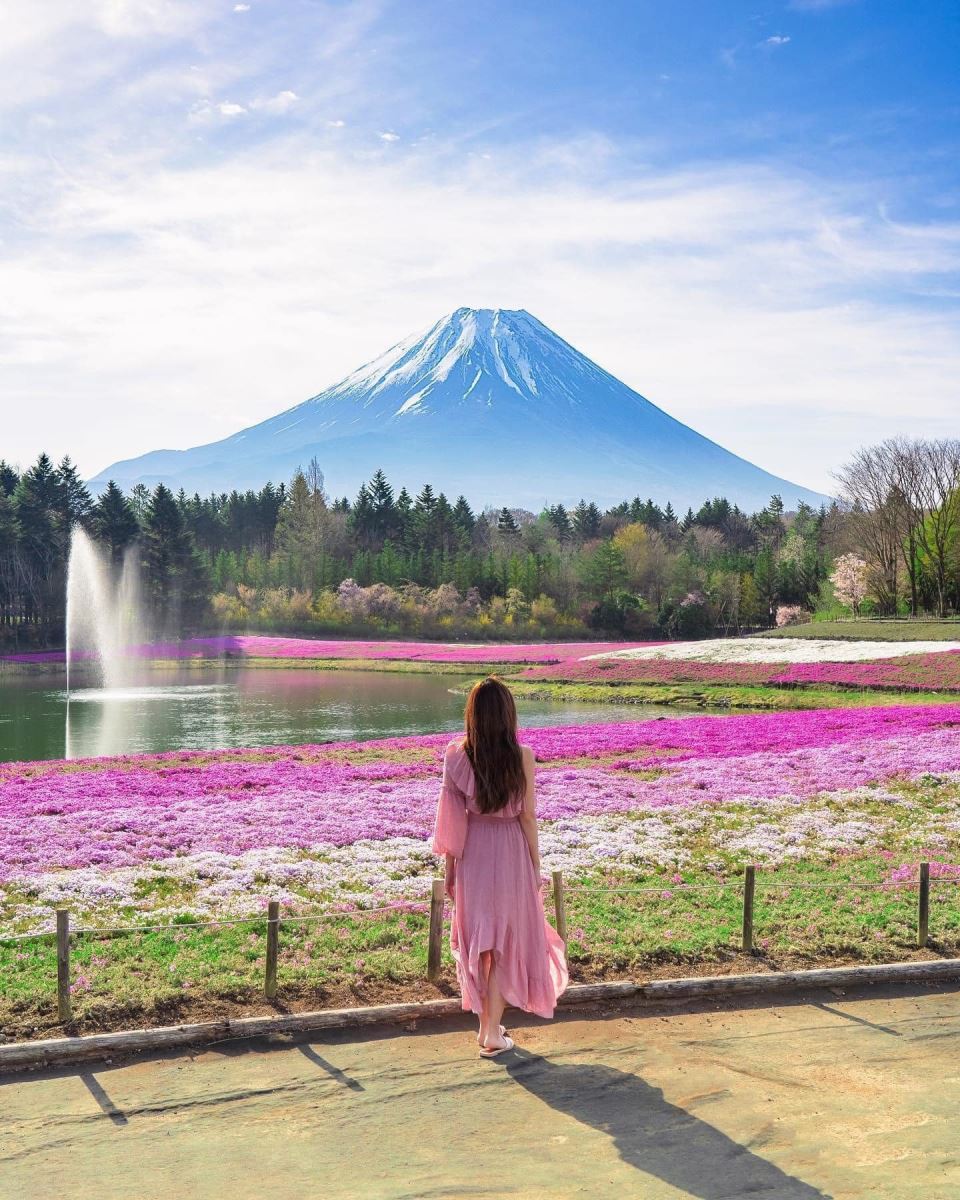 Vẻ đẹp của hoa Chi Anh và núi Phú Sĩ