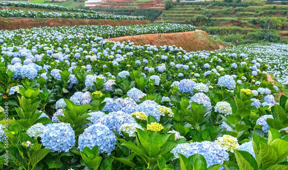 Chụp ảnh với cánh đồng hoa cẩm tú cầu