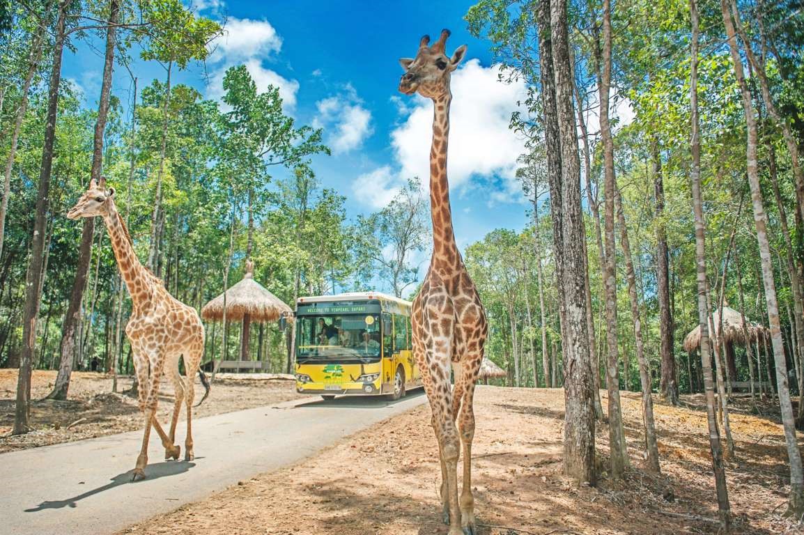 Lạ lẫm trong vườn thú Safari Phú Quốc