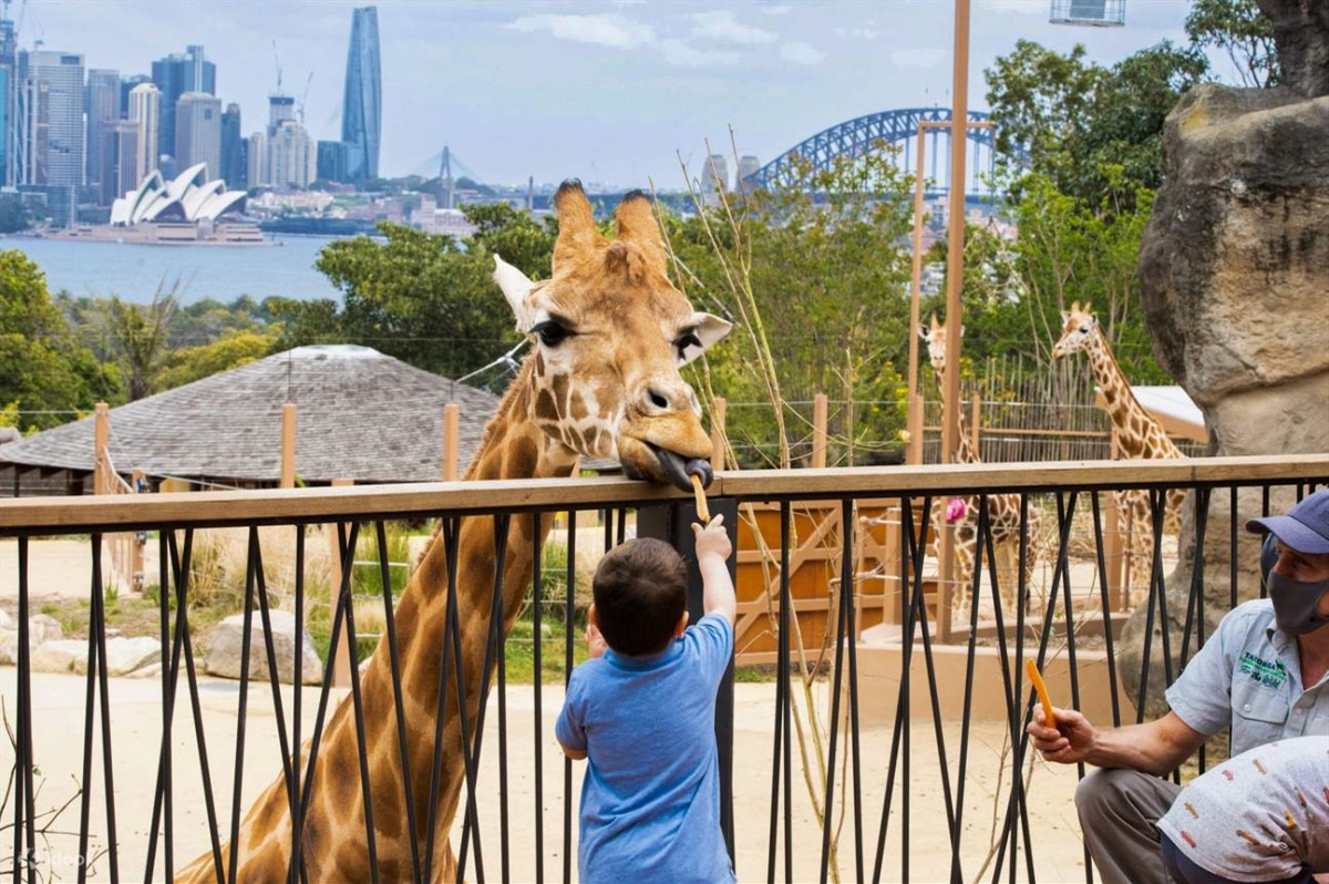 Tham quan Vườn thú Taronga Zoo lâu đời nhất nước Úc