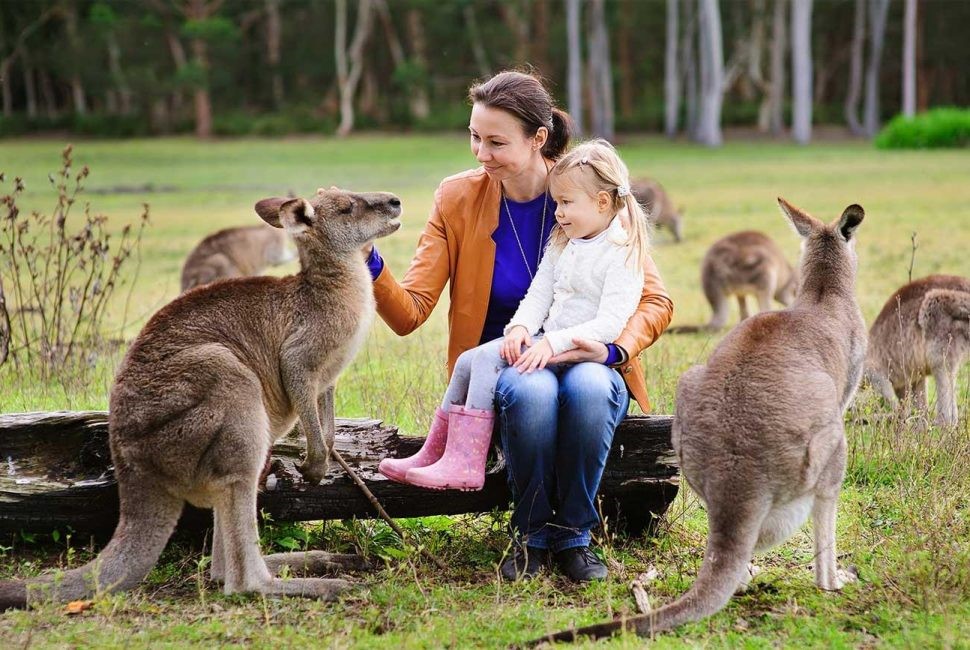 Trực tiếp ngắm nhìn những loại động vật đặc trưng của Úc