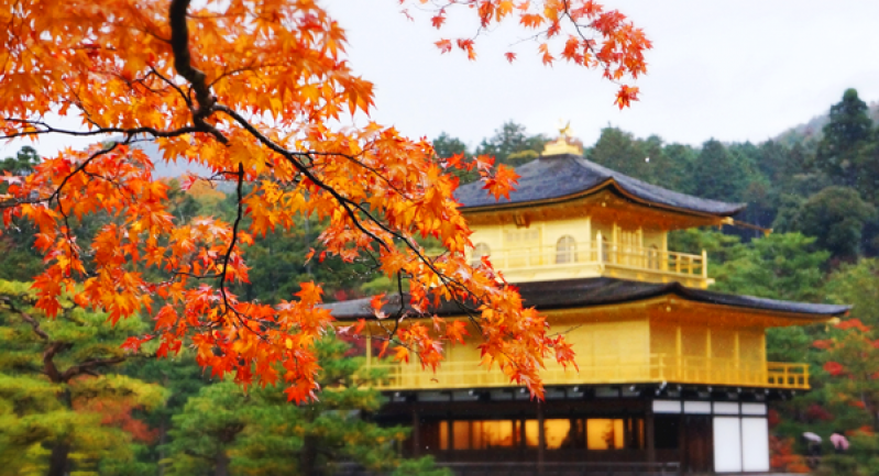 Thưởng thức vẻ đẹp Chùa vàng Kinkaku-ji 