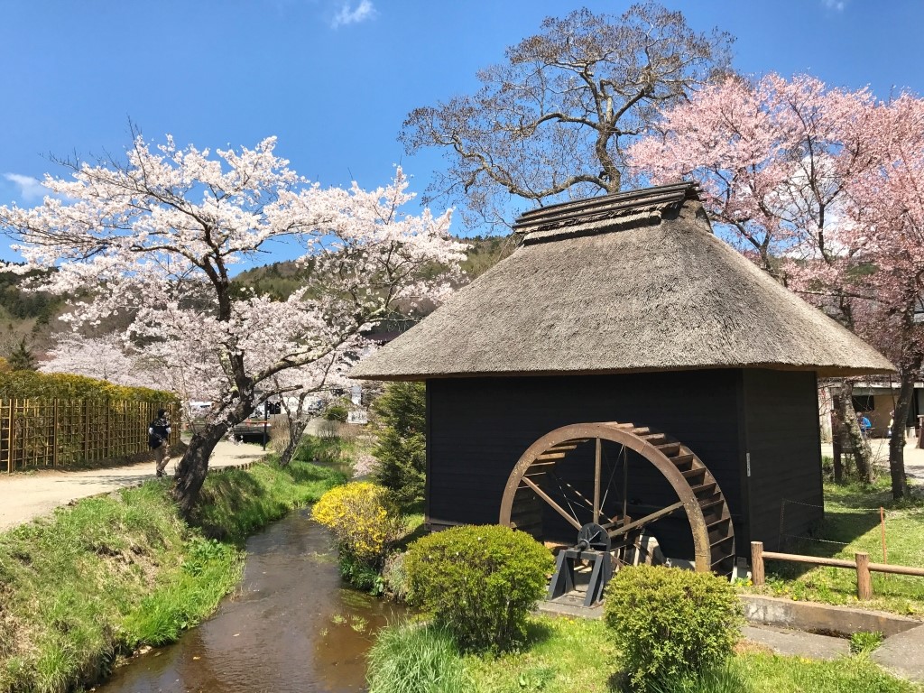 Dạo quanh ngắm hoa anh tại làng cổ Oshino Hakkai