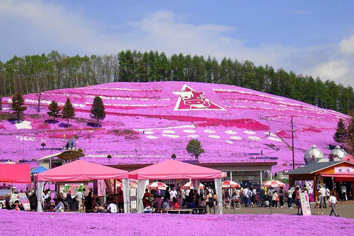 Mùa hoa Chi Anh rực rỡ dưới chân núi Phú Sĩ