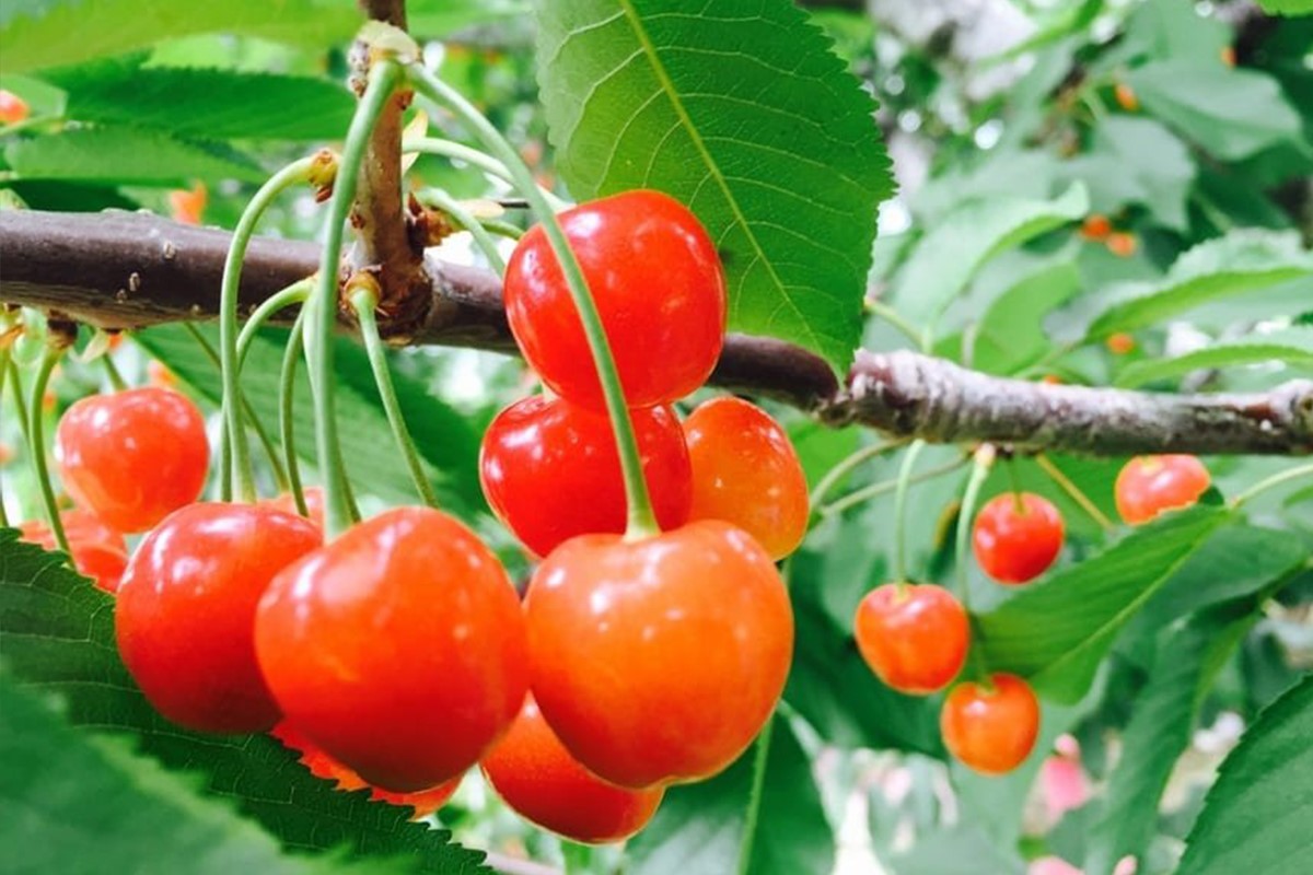 Trải nghiệm và thưởng thức quả Cherry tại vườn