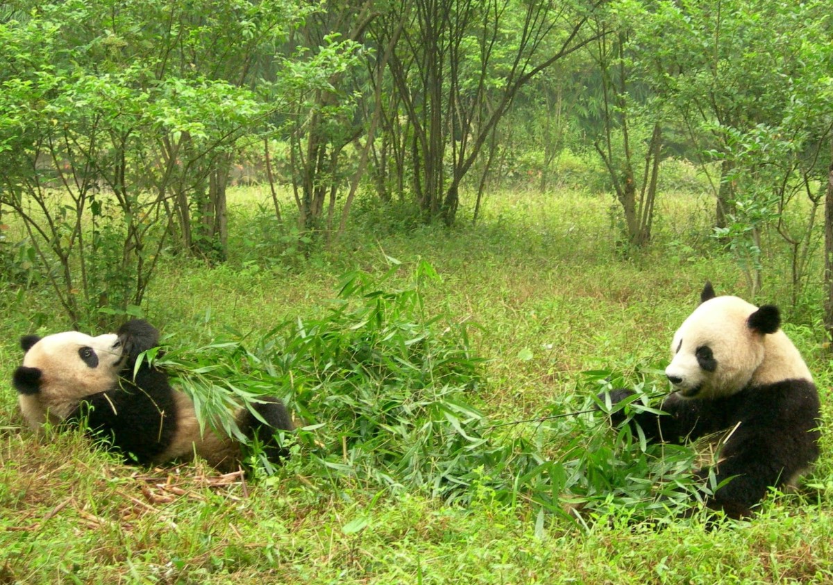 Công viên gấu trúc