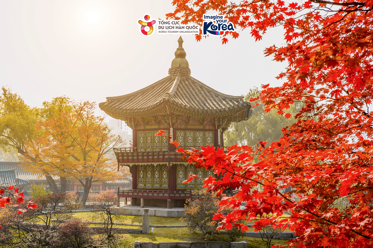 Ngắm nhìn Xứ sở Kim Chi trong sắc thu của lá vàng