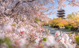 Tour du lịch Nhật Bản | TP. Hồ Chí Minh - Osaka - Kyoto - Nagoya - Fuji - Tokyo 6 Ngày 5 Đêm
