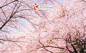 Tour du lịch Hàn Quốc | Hải Phòng - Hàn Quốc 6 ngày 5 đêm | Bay thẳng