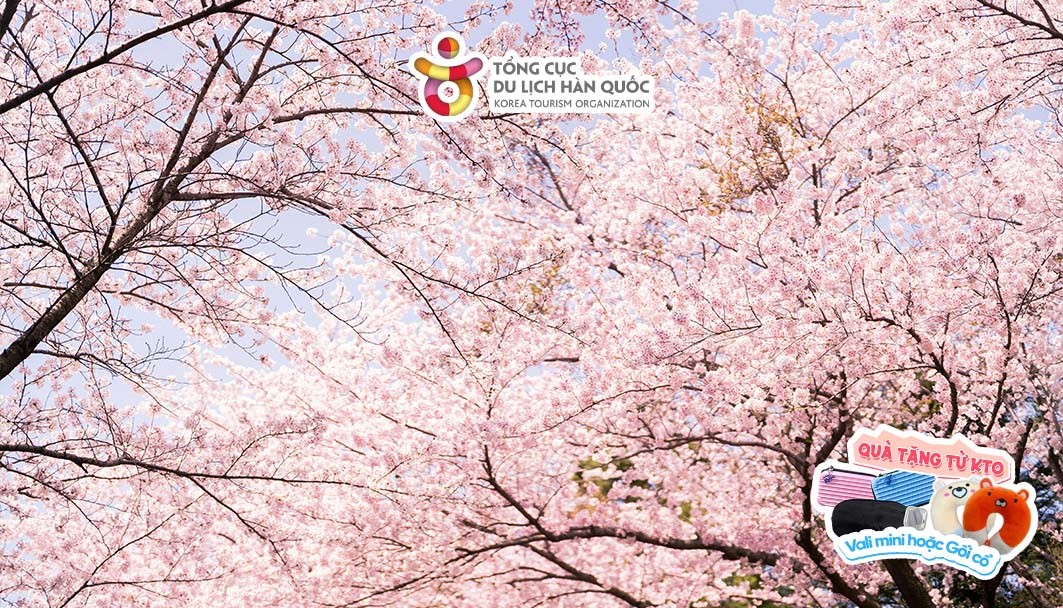 Tour du lịch Hàn Quốc | Hải Phòng - Hàn Quốc 6 ngày 5 đêm | Bay thẳng