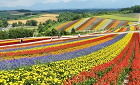 Tour du lịch Nhật Bản | Hà Nội - Hokkaido - Asahikawa - Sapporo - Noboribetsu 6 ngày 5 đêm