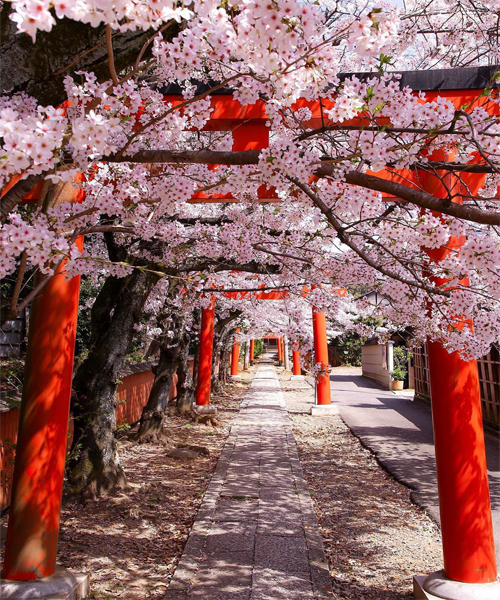 Lịch ngắm hoa anh đào Nhật Bản nở rộ đẹp nhất năm 2023