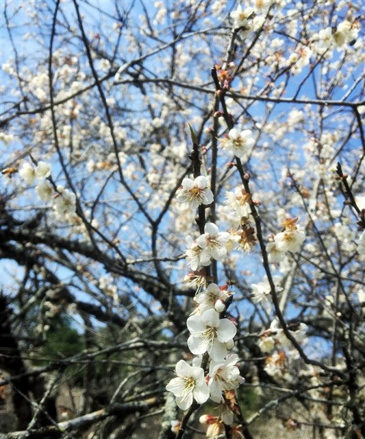 Đi Mộc Châu mùa nào: Mộc Châu - mỗi tháng một cảnh đẹp, một mùa hoa