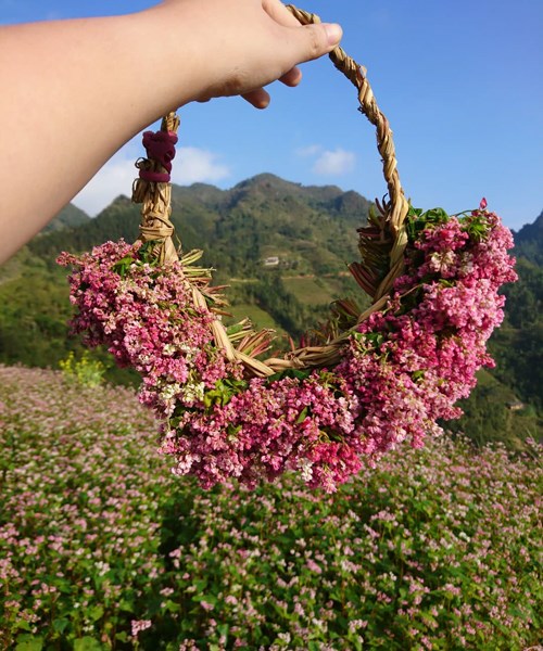 Đến Hà Giang để ngất ngây trong vẻ đẹp của hoa tam giác mạch