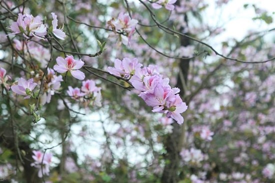 Đến Mộc Châu tháng 3 thưởng thức mùa hoa ban tô điểm khắp núi rừng