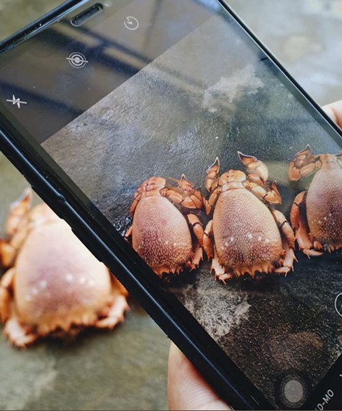 Ăn gì ở Lý Sơn – 17 loại hải sản và hàng trăm món ăn ngon xoắn lưỡi