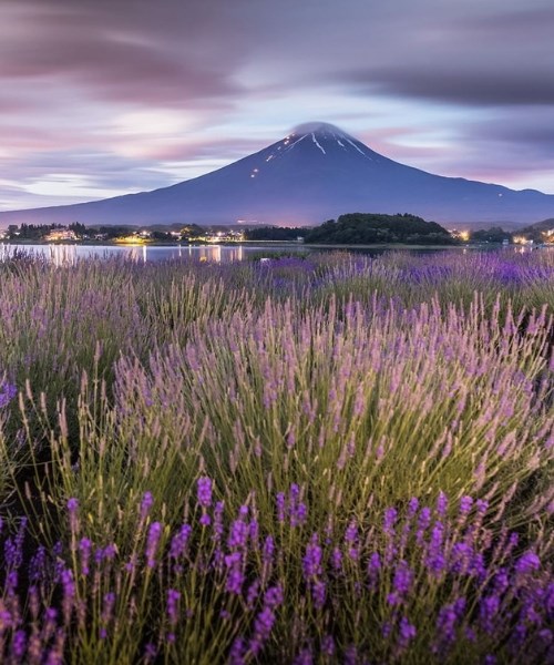 7 địa điểm thưởng hoa bạn nên ghé thăm trong chuyến du lịch Nhật Bản của mình