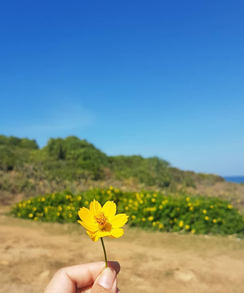 Những lý do bạn phải một lần đến với xứ nẫu Phú Yên ngắm hoa vàng cỏ xanh