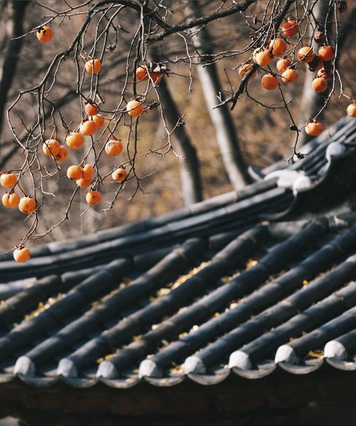 Có một mùa thu Hàn Quốc với những cây hồng trĩu quả chín đẹp mê đắm lòng người
