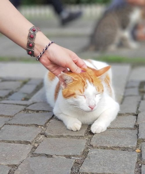 Ghé thăm thiên đường mèo Houtong Đài Loan mà các "sen" không thể bỏ qua
