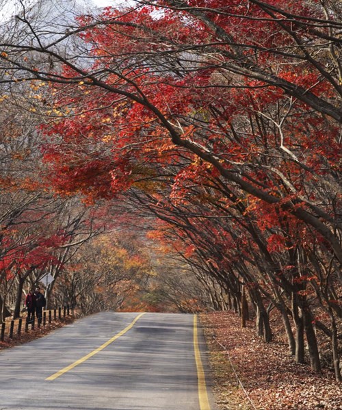 10 cảnh mùa thu đẹp nhất ở Hàn Quốc để bạn chiêm ngưỡng và có những bức ảnh để đời