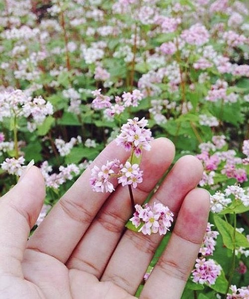 Top 6 địa điểm ngắm hoa tam giác mạch ở Hà Giang đẹp tuyệt vời đừng ai bỏ lỡ