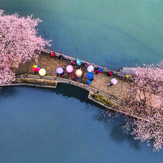 Địa điểm ngắm hoa anh đào tháng 4 đẹp ngẩn ngơ ở Nhật Bản