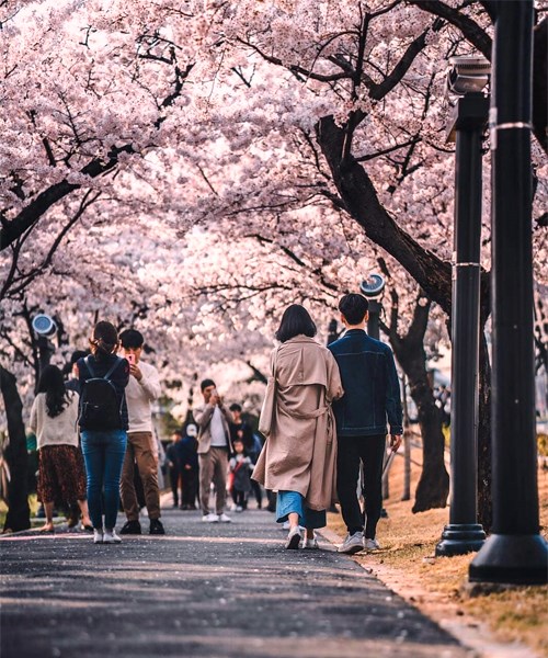 Địa điểm ngắm hoa anh đào tháng 5 ở Nhật Bản