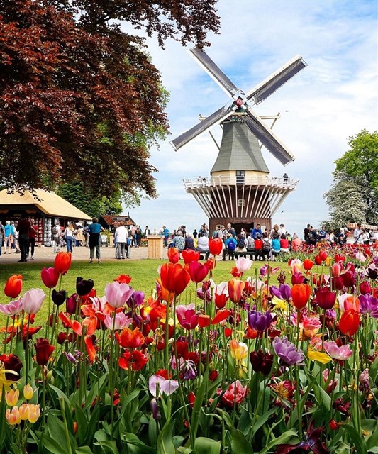 Keukenhof Hà Lan - vườn hoa xuân đẹp nhất châu Âu