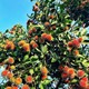 23 vườn trái cây nổi tiếng nhất miền Tây sắp vào mùa trĩu quả