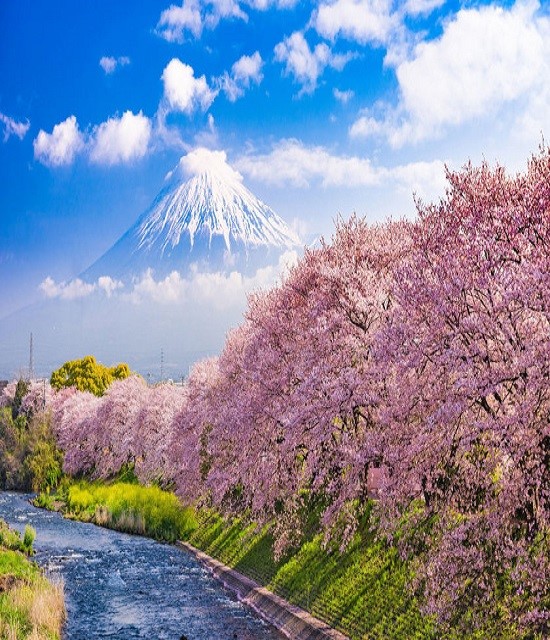 Du lịch Nhật Bản mùa xuân có trải nghiệm gì hấp dẫn?